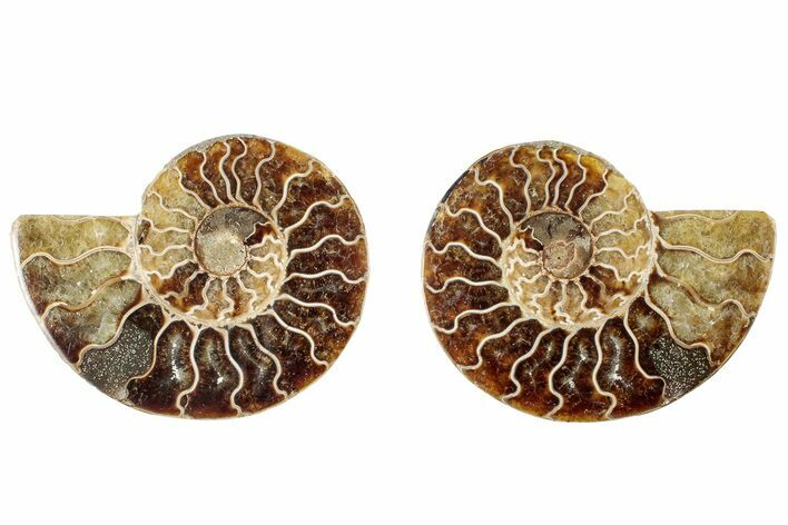 Cut & Polished, Agatized Ammonite Fossil - Madagascar #317693